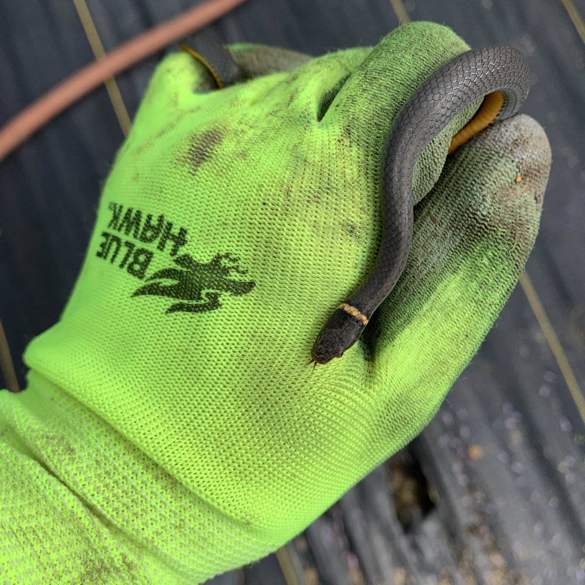 I had a little helper in the #garden today. This is a Ring-necked snake, harmless little fellow. Look closely and you can see his wee tongue. #snakes