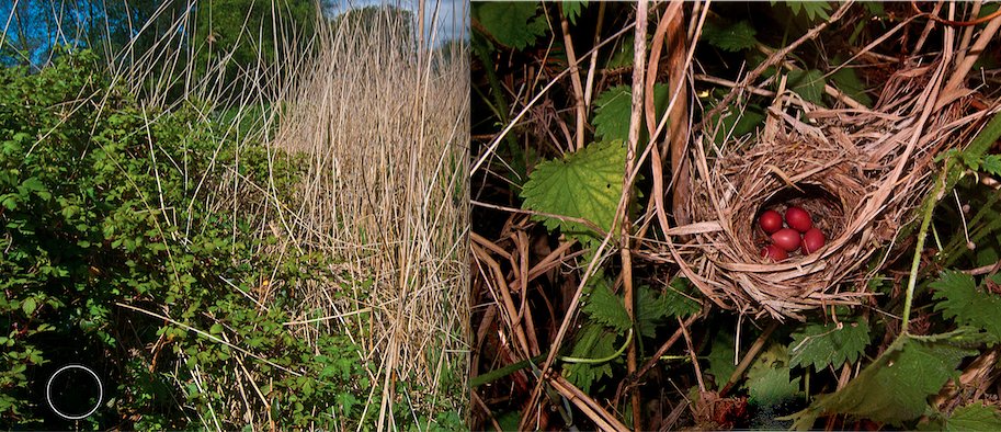 5/10. Bramble enriches HABITAT MOSAICS at a small scale. Wetland-edge species like this Cetti’s warbler (photo under license), feed in reed-beds but nest where nettle pushes through bramble. Most of our species do not nest where they feed: a mosaic landscape is always best.