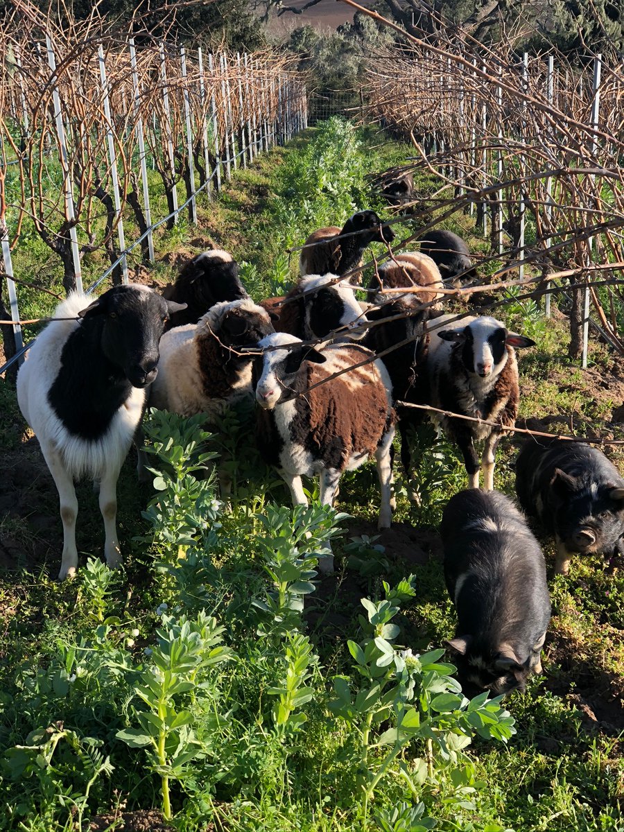 SoilAir's tweet photo. Bud break is in full swing in the vineyards at @FoldedHills in Santa Ynez! While vineyard workers prune and trim the growing vines, the sheep and pigs are hard at work weeding and fertilizing. A true team effort!

#foldedhills #santaynez #wine #organic #organicwine #grenache https://t.co/ZTEwnsCijd