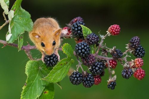 8/10. BRAMBLE = BLACKBERRIES. Not only a human favourite, but a crucial resource for bank and water voles, dormice, wood mice, foxes, badgers, starlings, thrushes & more. These ripe berry-lands become vital food-corridors for endangered small mammals & birds.  @PTES