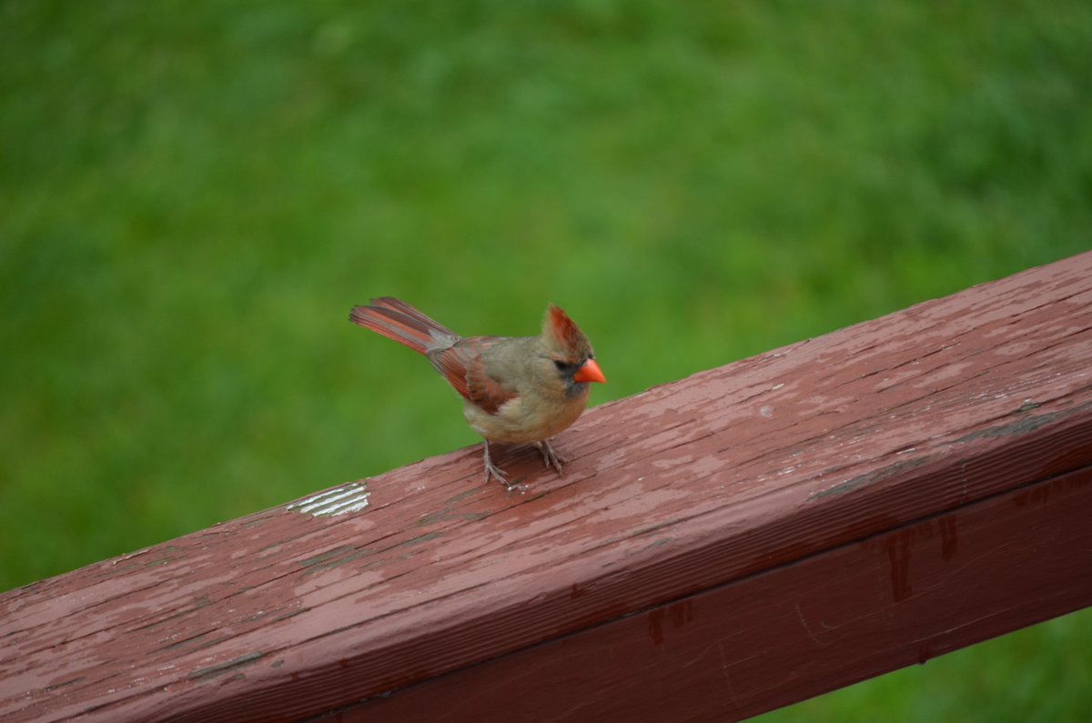QasimYousafzai's tweet photo. After #Blue_Jay, lets enjoy another beautiful #songbird , the magnificent #Red_Cardinal #wildlifephotography #birdwatching #birdphotography https://t.co/aBsJsxUzfq