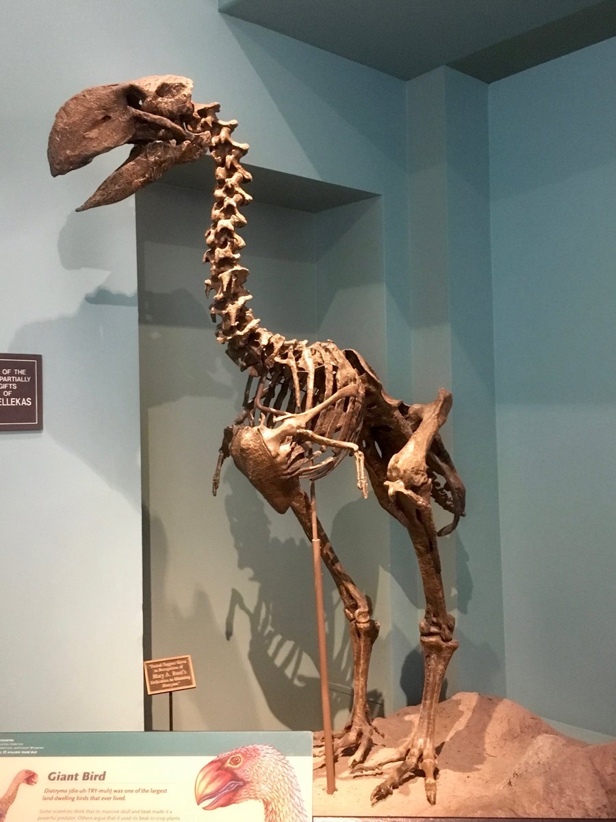 TaliaMLM's tweet photo. No one fights like Gastornis

Big bites like Gastornis

Cousin of ducks that lost flight like Gastornis🦆

#FossilFriday 
#DisneyAFossil https://t.co/4j3DwuaBeK