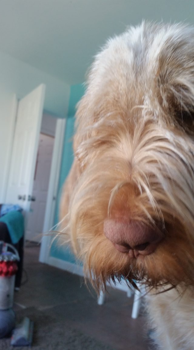 DogsBGood's tweet photo. Working from home has benefits. #spinone #mrjangles #joyful #dogsduringlockdown https://t.co/SHSh3Bf62v