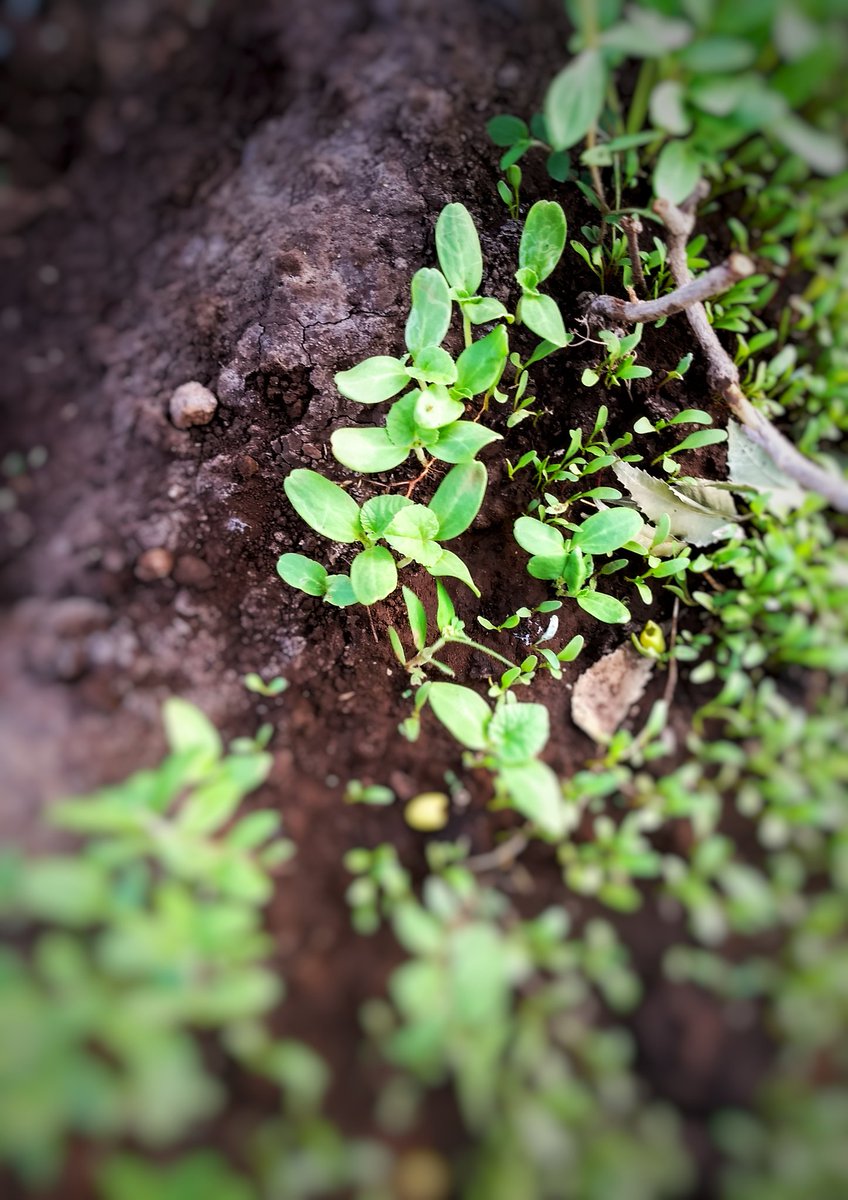 iSaakshi's tweet photo. #Camomile sprouts! And #honeydew #melon #sapplings!

#GardensHour #GardenersWorld #homegarden https://t.co/GTxmFabqD4