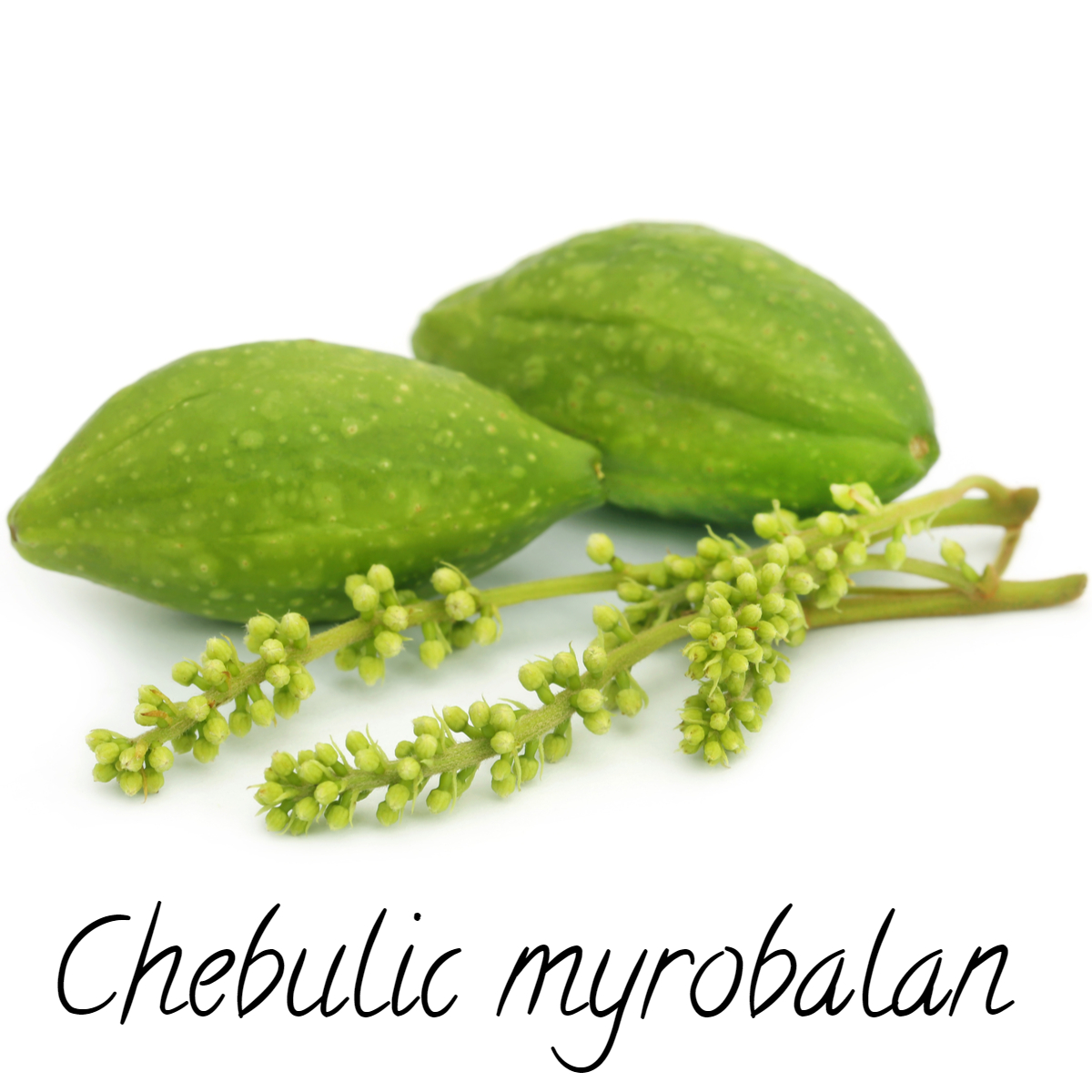 IntelligenceTre's tweet image. 🍃Terminalia chebula is a tree that grows in India and in the high altitudes of surrounding countries.  The tree produces a fruit known as a myrobalan. This Ayurvedic herb is thought to promote fearlessness, feed the brain &amp;amp; nervous system, and bring wisdom.  

#ayurveda