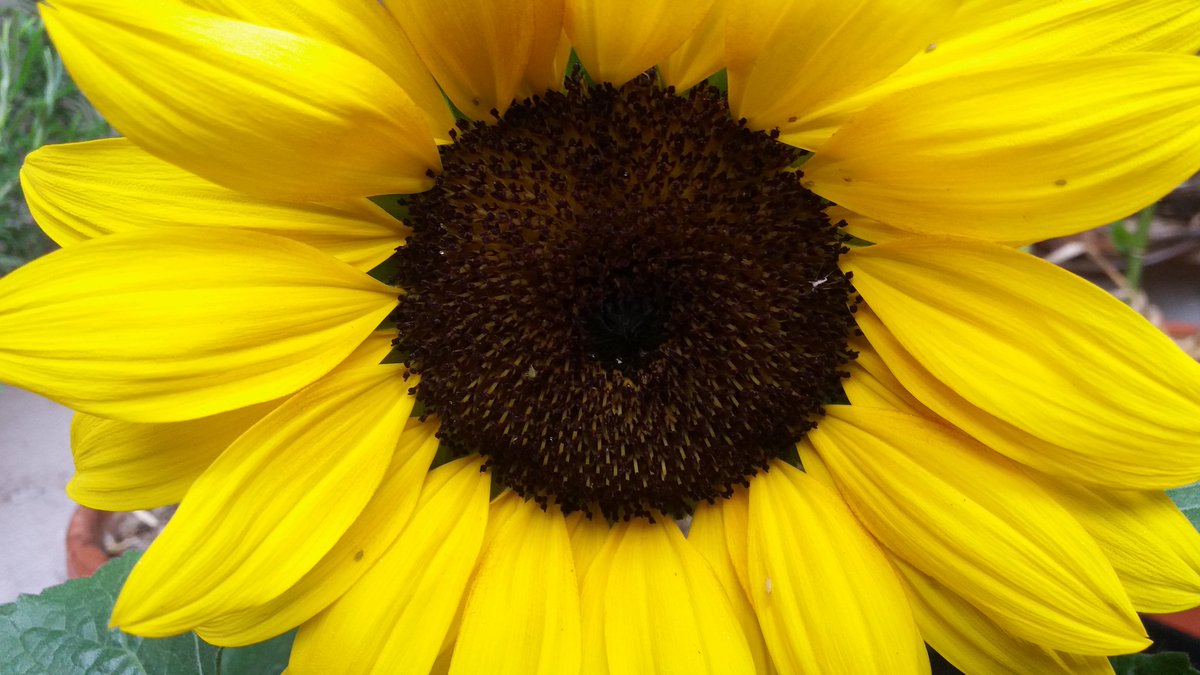 BialluchLiu's tweet photo. @GrueneTS @Annagruenella @Annalysiss @magnus_raab @santina_wey @s_k_walter @HNeumannMEP @schingeldi @SukaAferdita @SebTheGreen Einen Johannisbeerenstrauch, Erdbeeren, eine Sonnenblume und ein gut besuchtes Insektenhotel #solitaerbienen auf dem Balkon, was braucht man mehr??💚🐝🌻 #challengeaccepted #biodiversityday #beewithus https://t.co/RUc6Bryuhr
