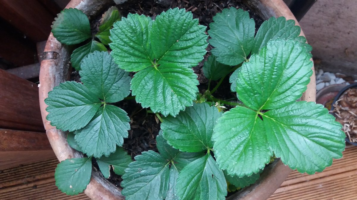 BialluchLiu's tweet photo. @GrueneTS @Annagruenella @Annalysiss @magnus_raab @santina_wey @s_k_walter @HNeumannMEP @schingeldi @SukaAferdita @SebTheGreen Einen Johannisbeerenstrauch, Erdbeeren, eine Sonnenblume und ein gut besuchtes Insektenhotel #solitaerbienen auf dem Balkon, was braucht man mehr??💚🐝🌻 #challengeaccepted #biodiversityday #beewithus https://t.co/RUc6Bryuhr