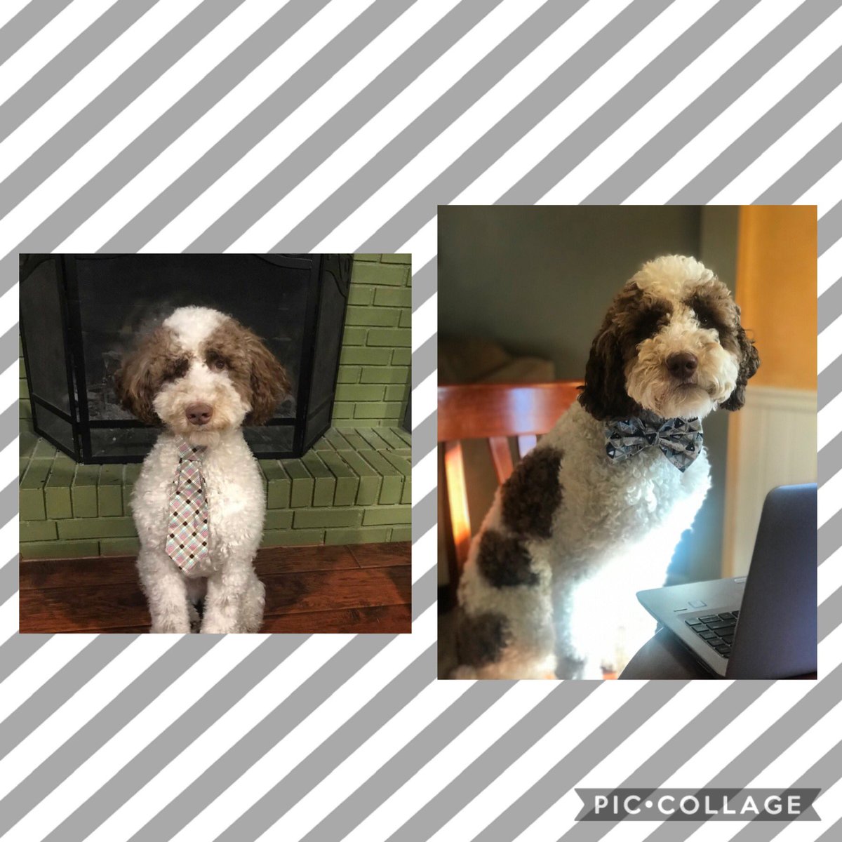 That’s a wrap on Auggie’s 1st year as a school therapy dog. This shows just what made it so special ❤️. Wishing everyone a safe &amp; fun summer ☀️! <a href="/ClayTrojans/">Clay Middle School</a> <a href="/ClayCounseling/">Clay MS Student Services</a>