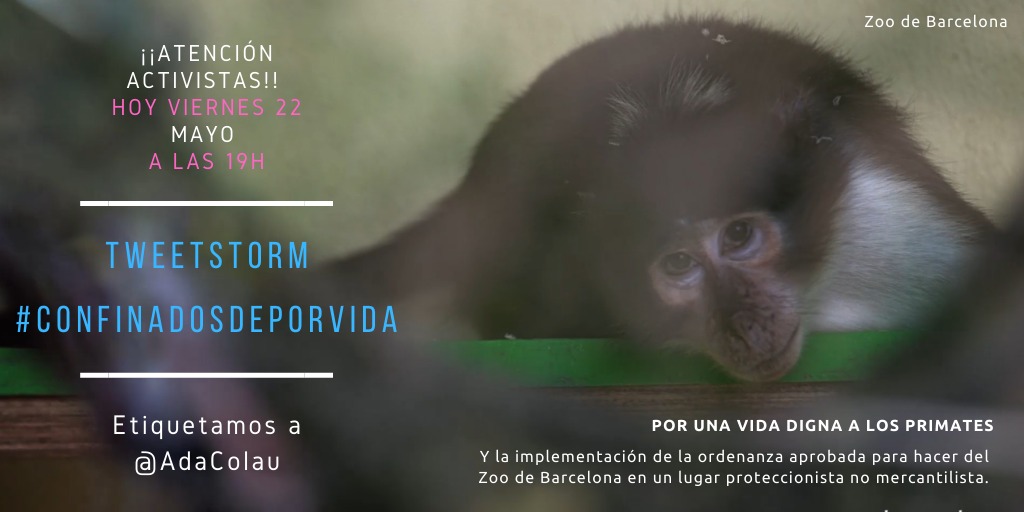 ZOOXXIproject's tweet photo. ⚡🐦 TWEETSTORM HOY A LAS 19H 🐦⚡

🦍Alzamos la voz por los Primates del Zoo de Barcelona 🐒HASHTAG: #ConfinadosDePorVida

Etiqueta a @AdaColau alcaldesa de Barcelona, para que implemente la ordenanza municipal que se aprobó hace un año.

Sigue👇 https://t.co/Qq55yeh801