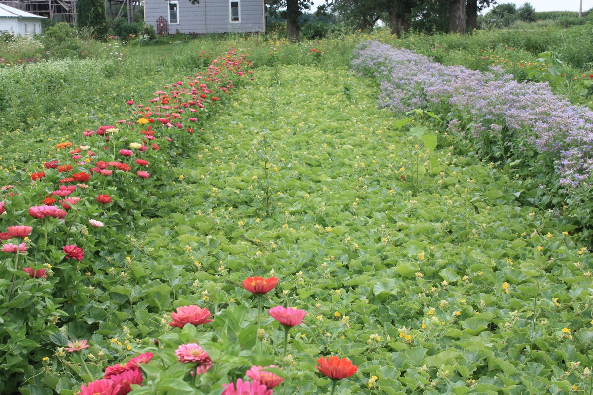 Melons between zinnia and borage at his farm in Tripoli, Iowa from farmer and PAN communications associate Rob Faux!  #BiodiversityDay