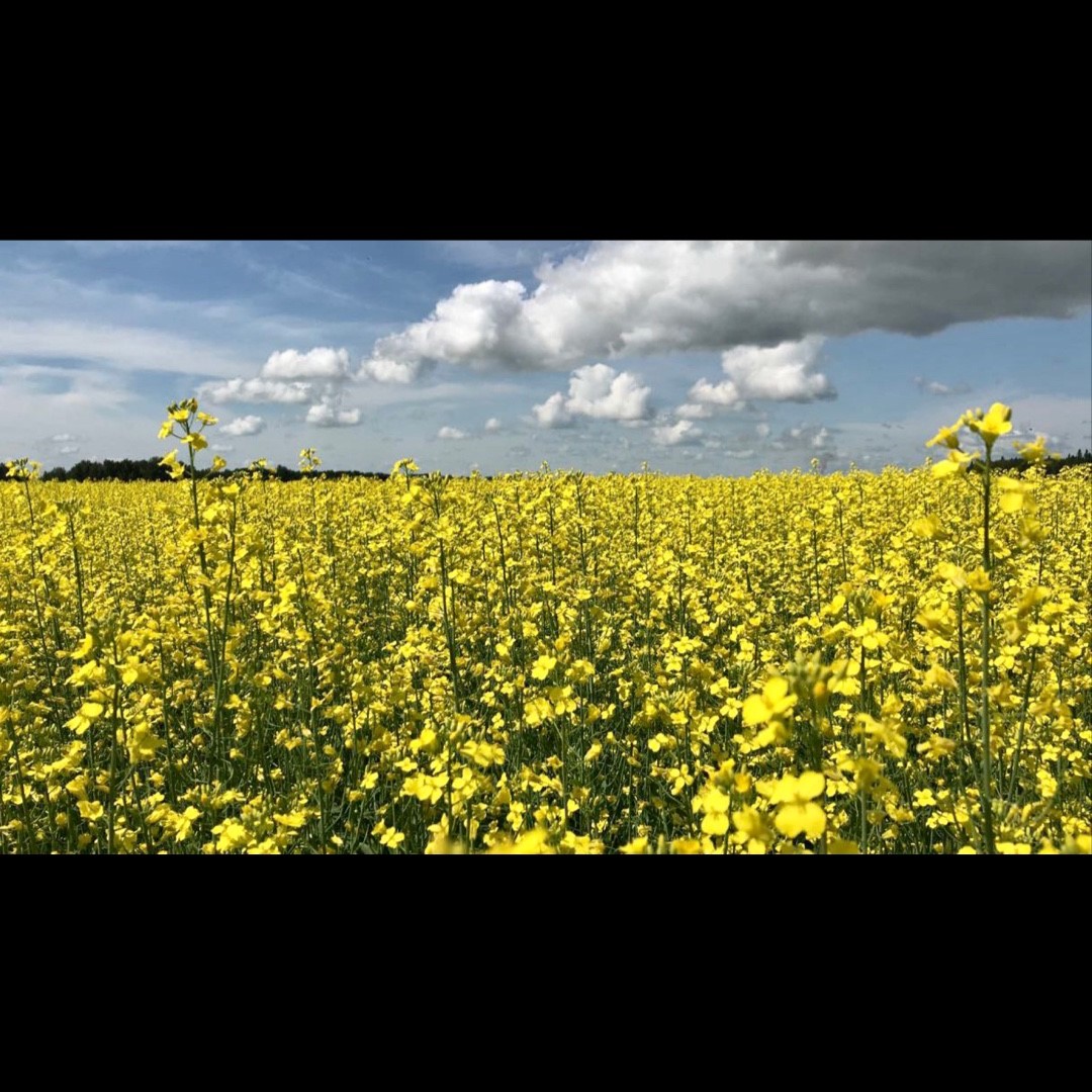 LISTEN.LEARN.DELIVER. That’s our promise to you. No programs, no bundles, and products fully supported by our knowledgeable field reps. We care about being a piece of the puzzle that helps farmers' be successful! 🌾
#ADAMA #Plant2020 #spray2020 #listenlearndeliver