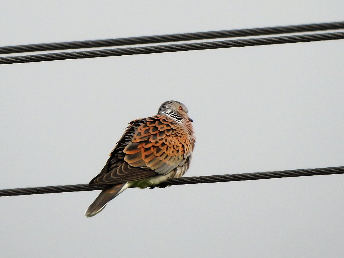 What I've done in lockdown:#4: Controversially, I've been shifting Turtle Dove baselines.On one exercise walk saw local birder Trevor- who (at social distance) told me been discovered in last few years that TurDos like to nest near water.When I stopped laughing...1/10