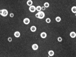 Negative staining actually stains inda ink around microbes and doesn’t stay on microbes themselves. This lets us see the capsules or secreted material around microbes. 7/9