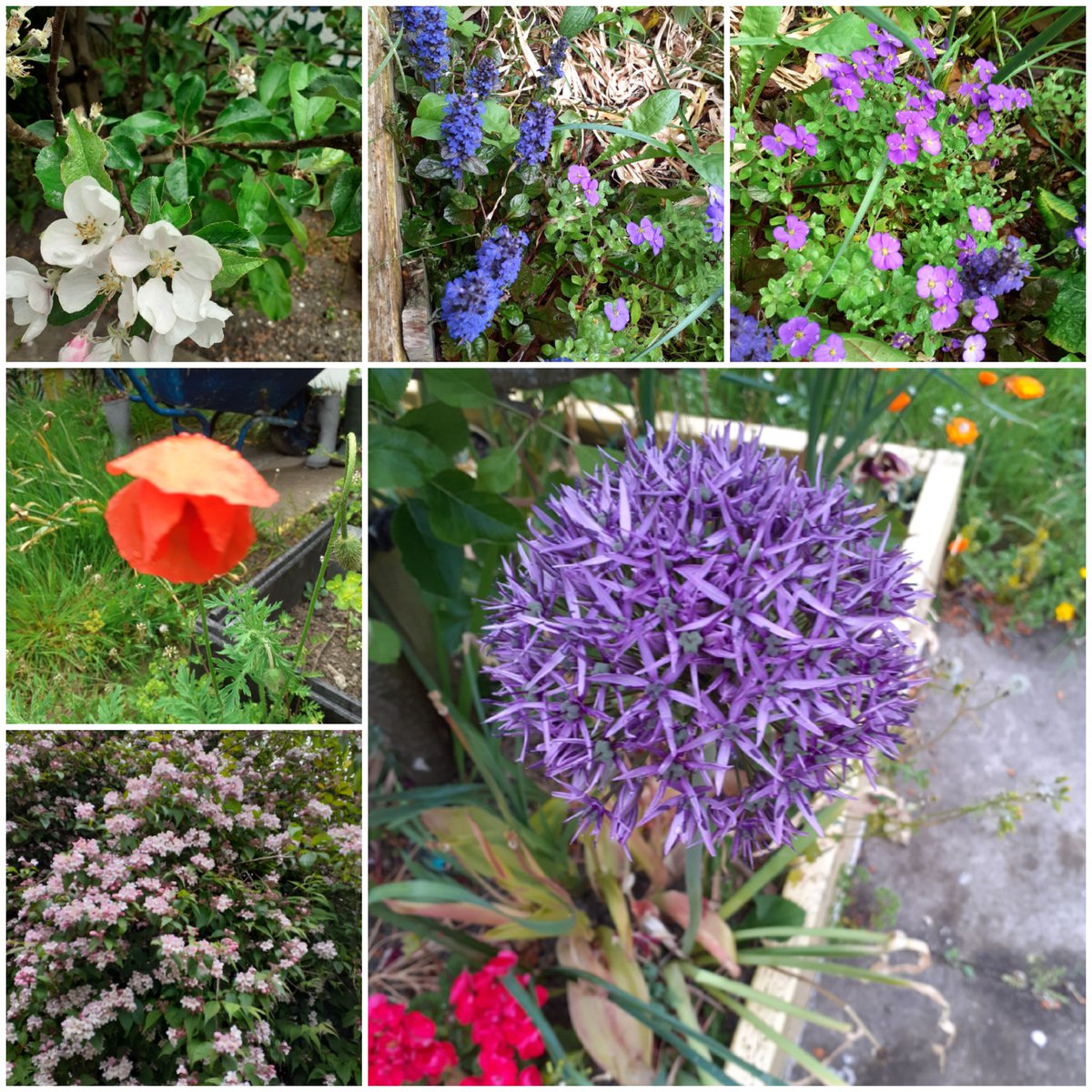 GreenFlag_5's tweet photo. Our school garden may look a bit wild but theres is so much growing there! https://t.co/EZpaqJZJj1