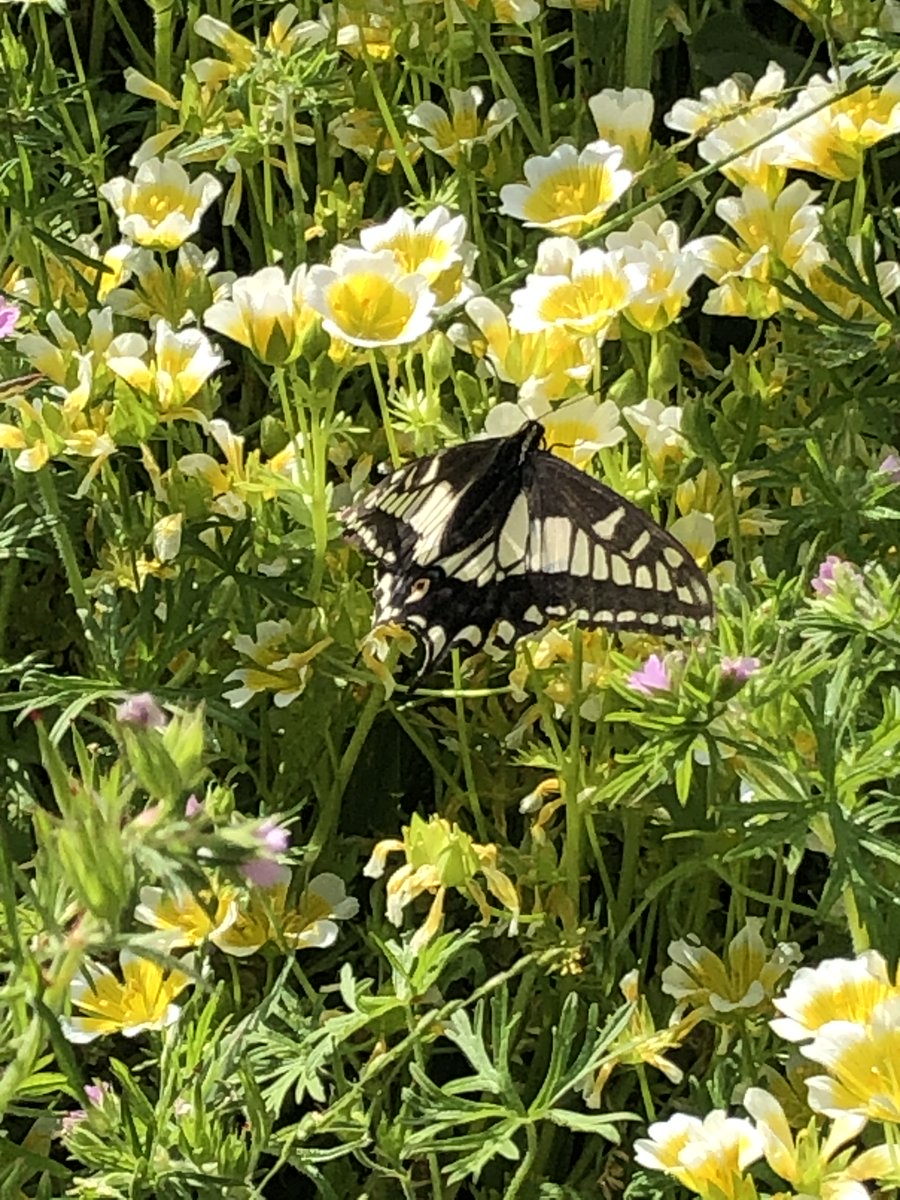 Anise swallowtail butterfly on Limnanthes douglasii or "Meadow Foam" (a CA & OR native) from PAN senior scientist  @MarciaIshii in her Berkeley, CA garden.  #BiodiversityDay