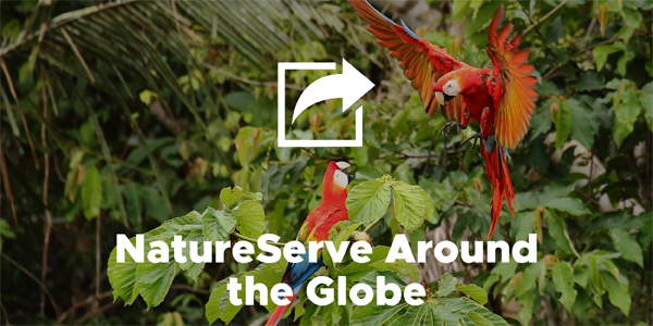 natureserve's tweet photo. From Nairobi, to Beijing, to the Andes mountains—follow along this interactive storymap to learn more about the international work NatureServe and the Network do to support species &amp; ecosystems around the globe: https://t.co/zVsAoFp6PQ #InternationalDayForBiologicalDiversity https://t.co/dkyWhugNhQ