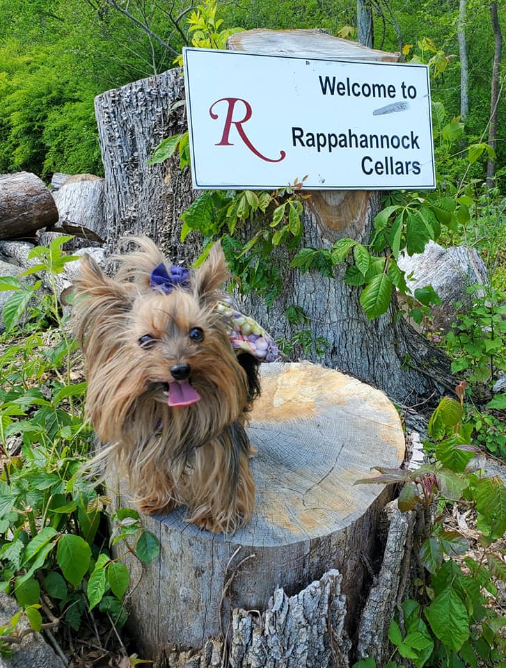 VAWineDogs's tweet photo. The grand reopening (at least of parts of Virginia). Headed to @rcellars and we weren't the only ones. Greeted by John and Theresa. Even met new Yorkie friends Marly and Myra. Allan busy bottling more hand sanitizer from Dida's Distillary. #vawine #vawinetogether https://t.co/qRWNQNof0X