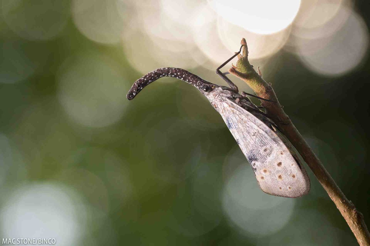 #BINCO ’s rallying cry “Because all #species matter...!” cannot be more relevant than #today on International #Biodiversityday, reminding us that “Our solutions lay in #nature“. #biodiversity #conservation Image @macstonephoto