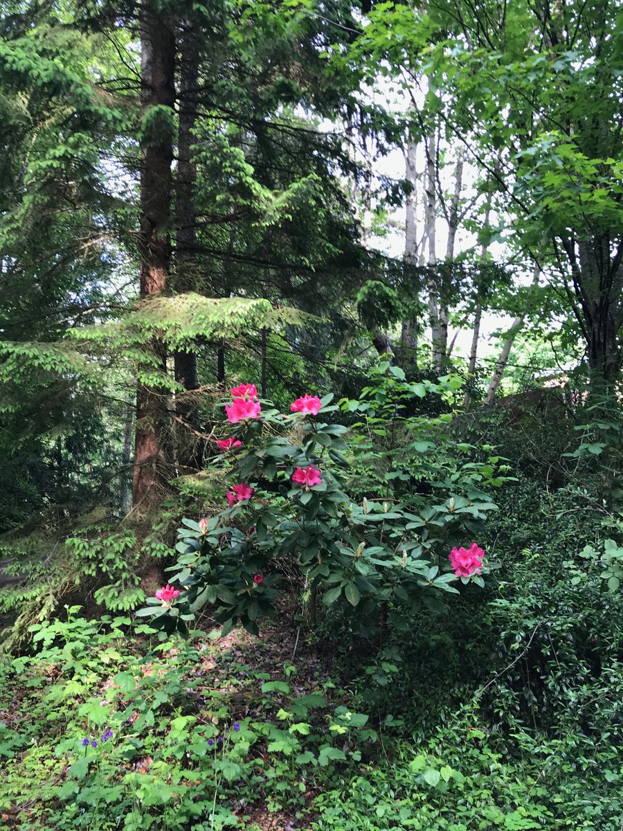 Red cedar and rhododendron from PAN grants and foundations manager Christy Rodgers from the great Northwest!  #BiodiversityDay