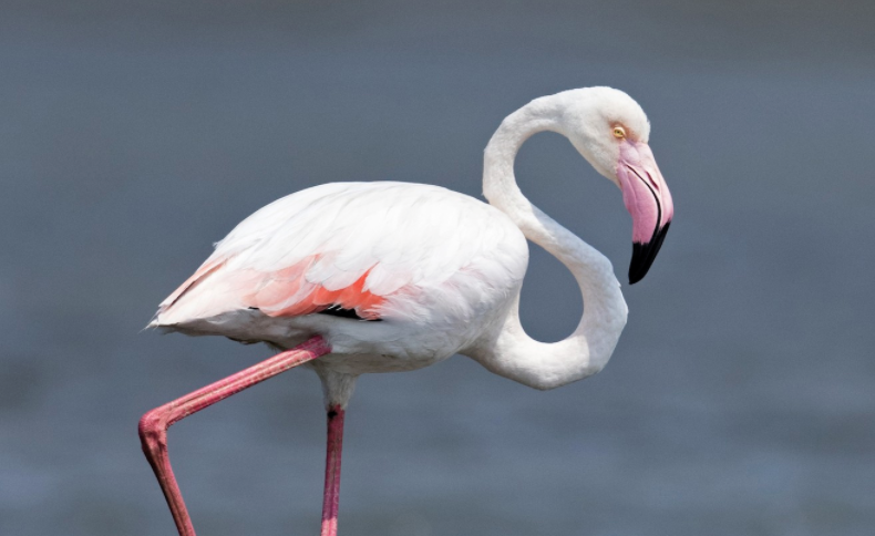 Mackenzie Child tweet media