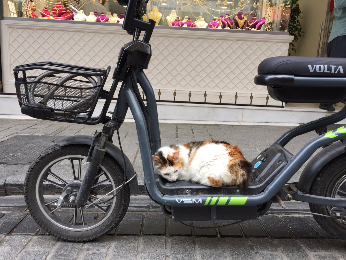 #istanbul Just before bayram and another 4 day curfew. Got to love those irrepressible cats