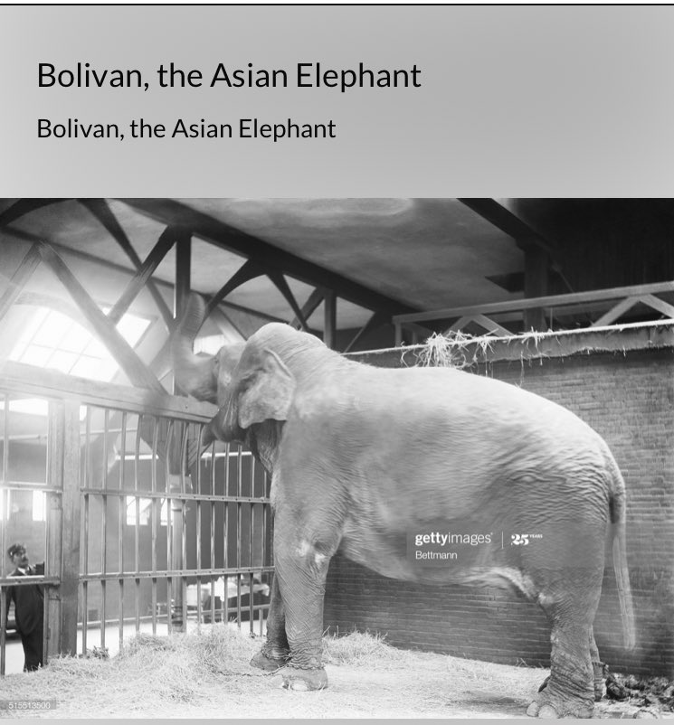 BonnieBeasties's tweet photo. Fun news! My research has led to Getty images republishing this image of Bolivar &amp; updating his entry - he’s currently in as ‘Bolivan’ 🤦‍♀️ He really is the elephant that no one got right! Image 515513500 for those interested 💕🙌💕 #phillyicon #rememberbolivar #animalhistory https://t.co/Kraf3z1hdw