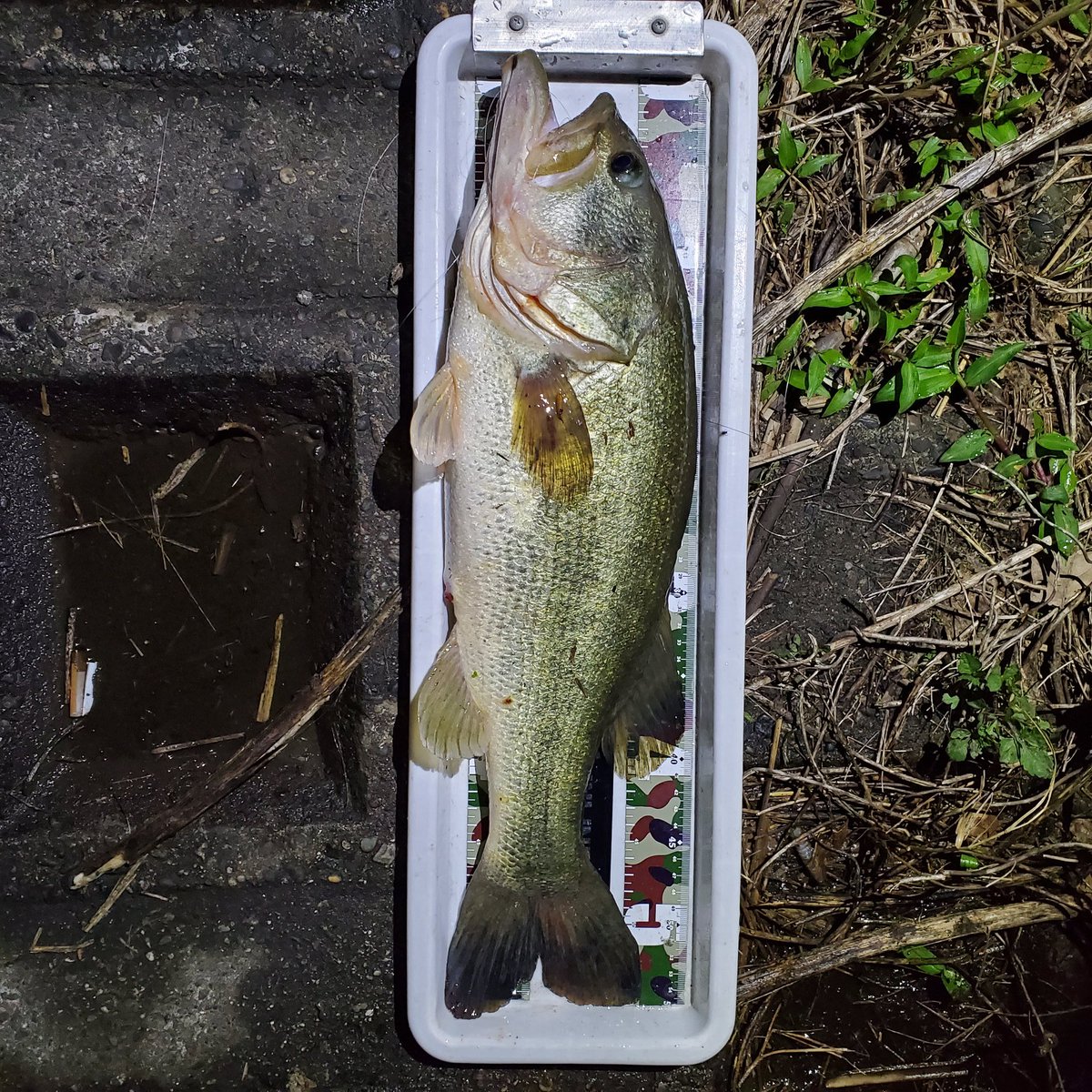 ドラマ魚 ドラマ魚