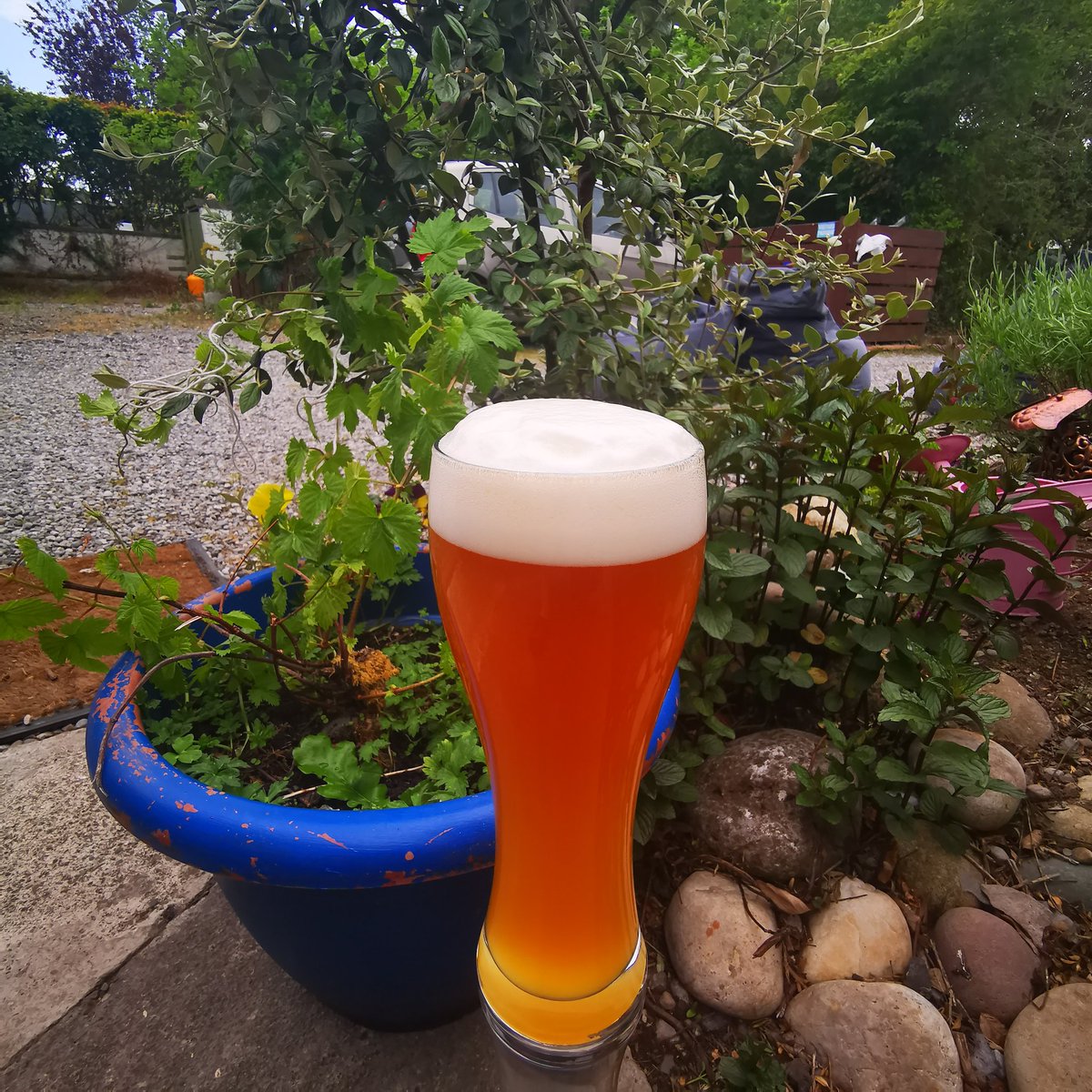 Its coming back! ( never went away for me) Classic Bavarian Weissbier. Exactly as you would expect in a Munich beergarden or your money back ....plus an apology!  5.4% full-on traditional Weiss. Watch this space! #fresh #local #premium #asadvertised