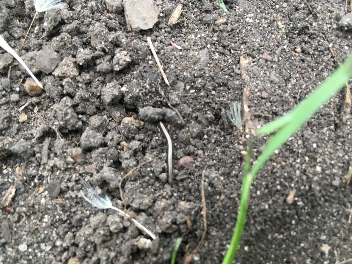 On the opposite end of the food chain, from PAN organizer Devika Ghai, here’s a photo of a worm and an ant in Minneapolis, MN soil!  #BiodiversityDay