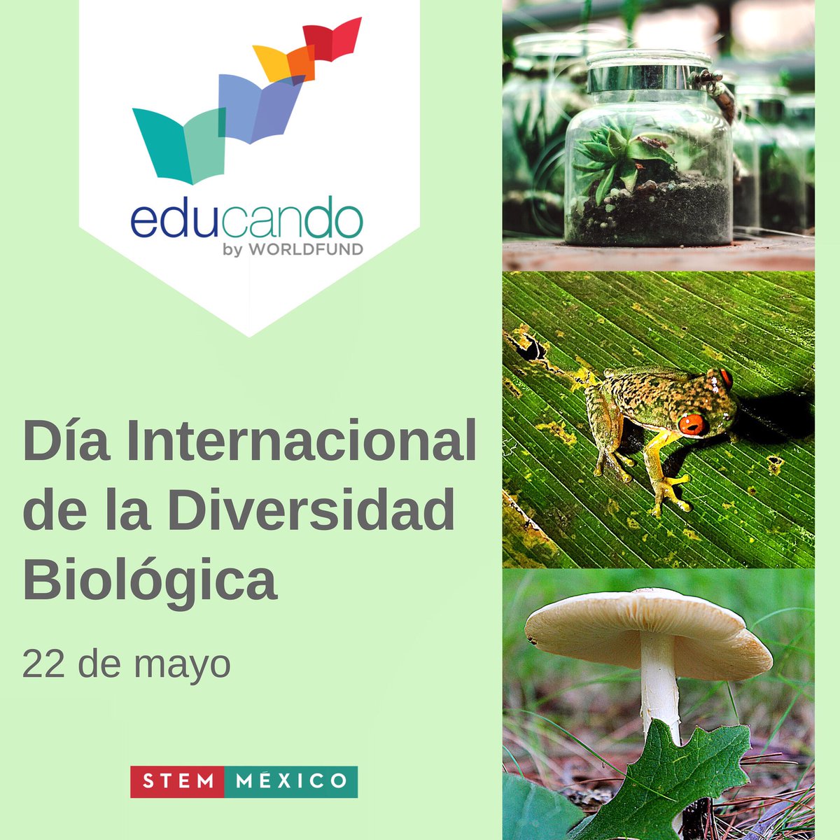 Este 22 de mayo celebramos el #DíaDeLaBiodiversidad ¡Tod@s por una #educaciónambiental responsable! Las #ciencias y las #matemáticas son parte de la naturaleza. Ecosistemas sanos producen una sociedad saludable #EducandobyWorldfund #STEMMéxico #EducaciónSTEM #MetodologíaSTEM