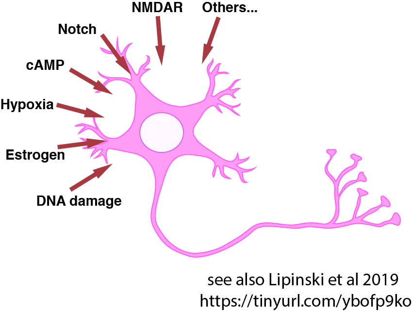 Neurons are very long-living cells that can survive for almost a century with only minor changes. So what keeps their transcriptional and functional identity in check in a highly stimulated environment? (2/11)