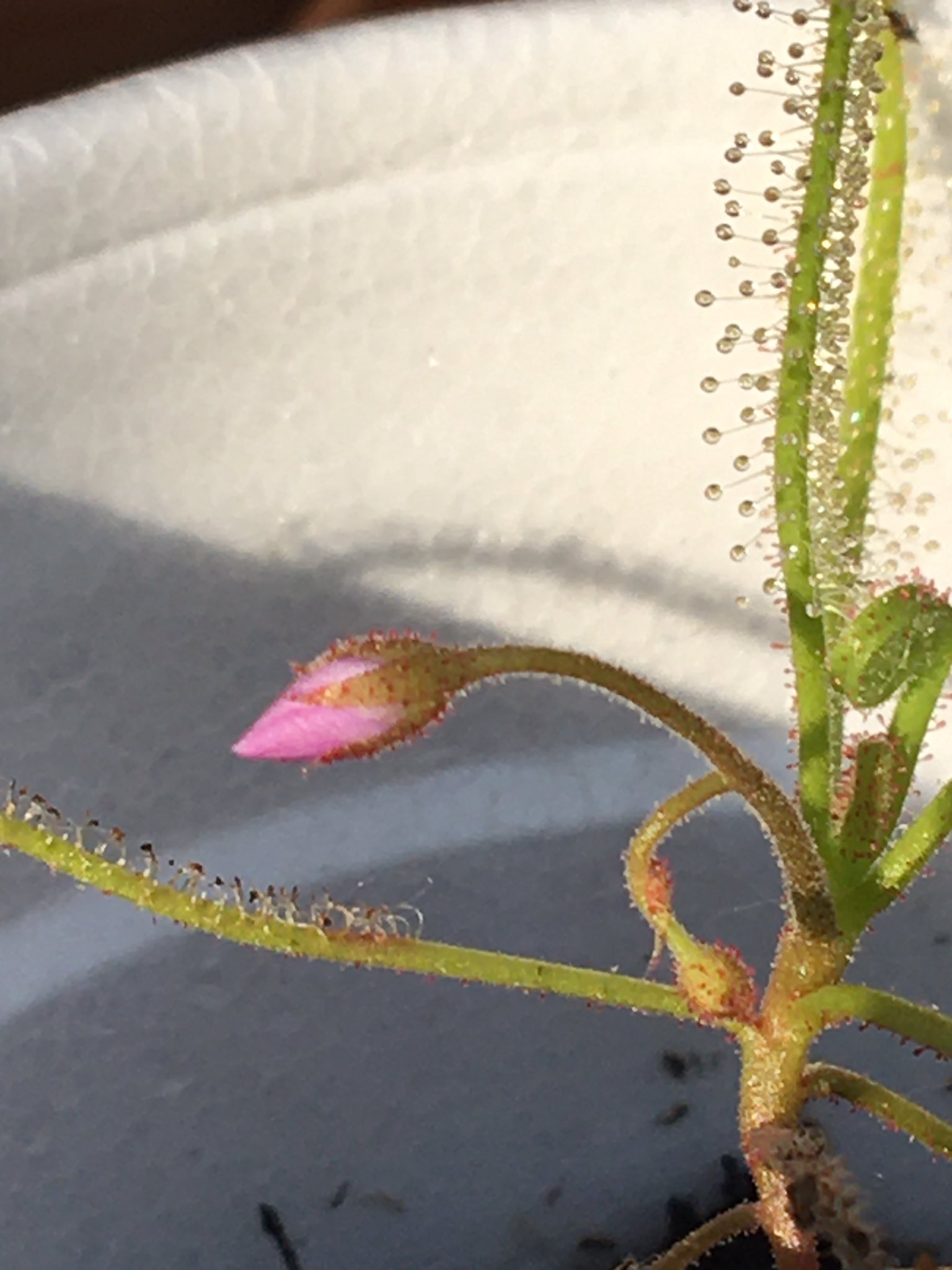 Abc Carnivorous Plants Abcplants Twitter