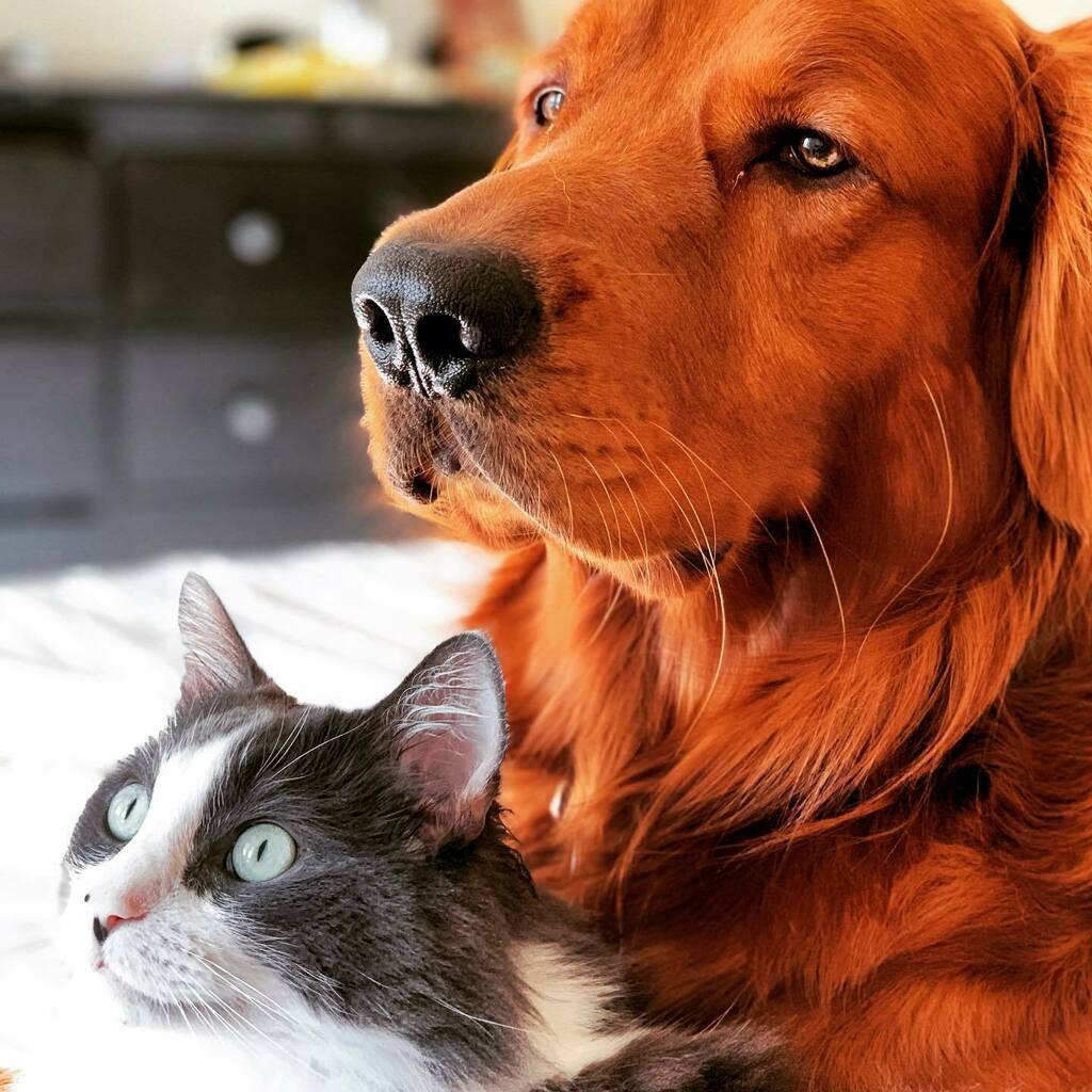 365DaysofBaking's tweet photo. I couldn’t have gotten them to pose any better had I tried! Sometimes they really do get along.
.
#dogscorner #worldofcutepets #stayhome #homeiswheretheheartis #welovegoldens #dogs_of_world #goldendog #thedodo #ruffpost #ilovemydog #meowvswoof #weeklyfl… https://t.co/Hu6tPTn2q1 https://t.co/MfEdxGsgBU