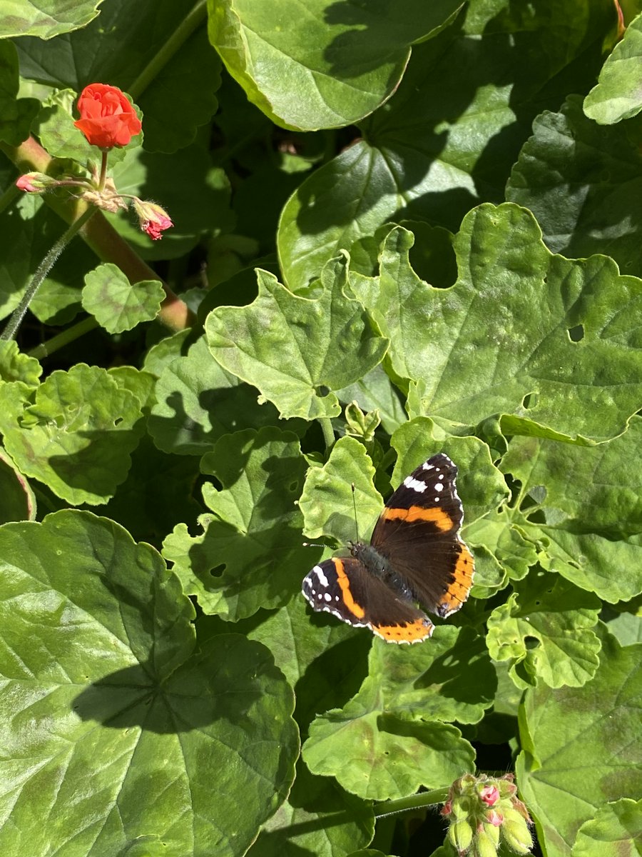 A beautiful Red Admiral butterfly on a walk through San Francisco from PAN communications manager  @etsummerlin  #BiodiversityDay