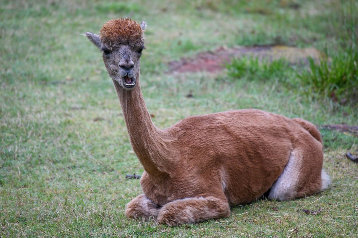 Oklahoma City Zoo and Botanical Garden tweet media