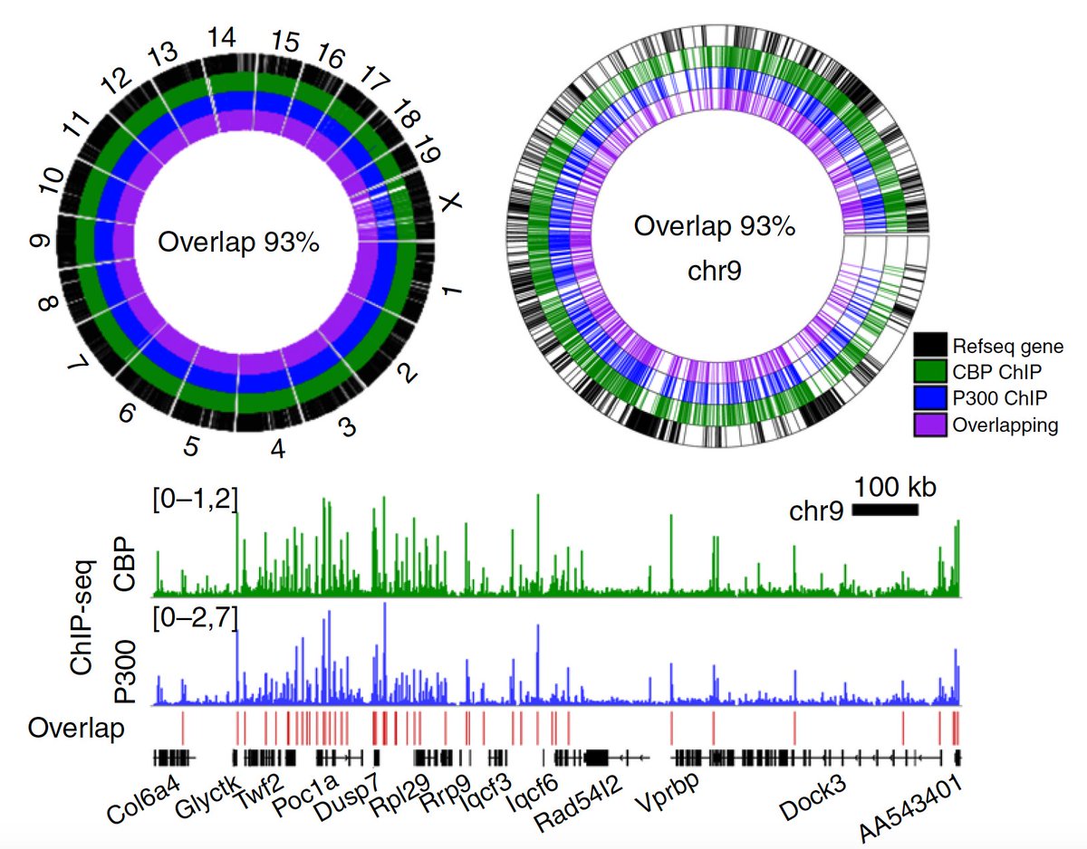 So why does this happen? ChIP-seq analysis of CBP and p300 show that these proteins bind in the mouse hippocampal chromatin in almost exactly the same genomic loci! This explains why either of the proteins is enough for neurons to keep their identity (7/11)