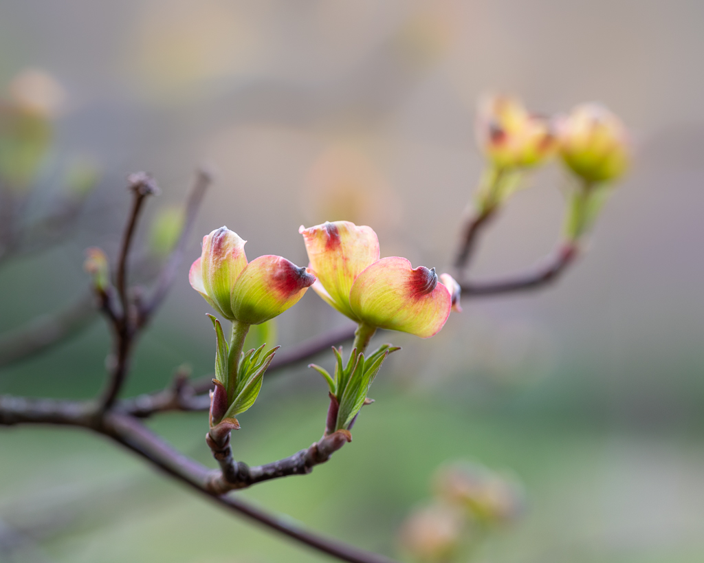 #Dogwood blossoms are so elegant; they're definitely one of my favorite flowering trees. #springflowers #springishere