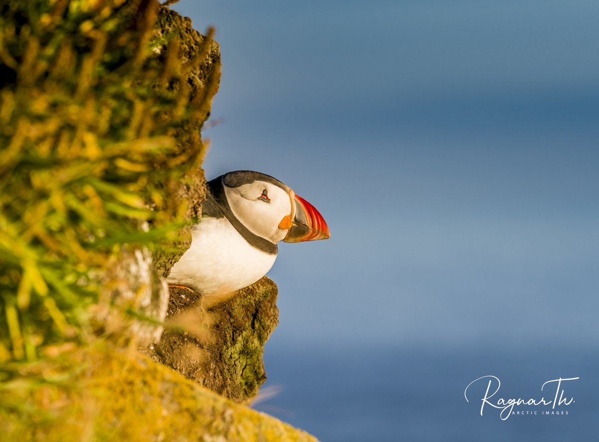 The Puffin is back! #lovepuffins #perlan #Iceland