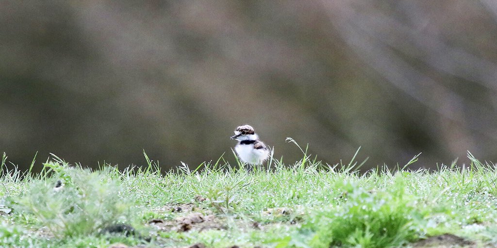 MyODFW's tweet photo. How about another #FuzzballFriday, this time with these little cake pops known as Killdeer chicks. https://t.co/Cw9NdkHn9k