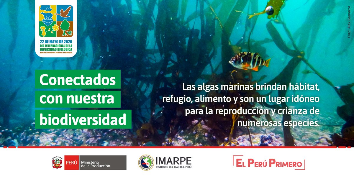 #DíaDeLaDiversidadBiológica | ¿Sabías que las algas marinas forman la base de la red trófica y brindan alimento a distintos organismos? Hoy celebramos la diversidad biológica, recordando la importancia ecológica que tiene cada especie que habita en nuestro mar.