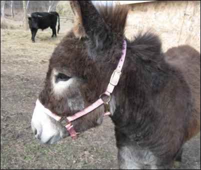 HomesteadOrg's tweet photo. "Guardian Donkey: Burden of Beasts" by Sue Dick #homesteading #livestockguardian #donkey #livestock #donkeysofinstagram #donkeylove #donkeyoftheday #donkeylife #animals #love #donkeyrescue  #burro #animallover #animallovers #ilovedonkeys #adoptadonkey
https://t.co/PCEnMcXFc1 https://t.co/SvlazKsqnT