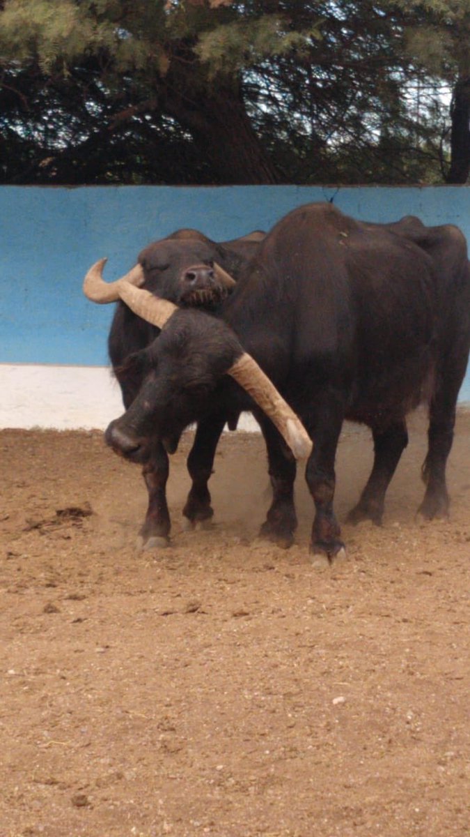 lucianadeleon's tweet photo. LIBERTAD

Los búfalos Felipe y Gigante estuvieron años en cautiverio en el Ex Zoo que depende del Municipio.
Por decisión de la Intendenta @ines_byd estos hermosos pero sufridos animales serán trasladados a un Santuario en Entre Ríos donde disfrutarán de una mejor calidad de vida https://t.co/BQmXuSi71G