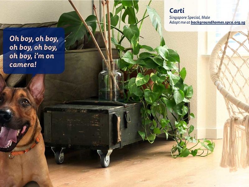 SPCA's backgrounds let you choose a shelter pet to accompany you in your video calls ow.ly/x2KN50zNNuV