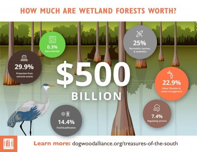MooreCharitable's tweet photo. May is American #WetlandsMonth, and all this month partner Dogwood Alliance has been sharing the wonderful benefits that these ecosystems provide to our planet and communities. Follow them here: @DogwoodAlliance #conservationcontinues #theworkcontinues https://t.co/cGmSEF7gRw
