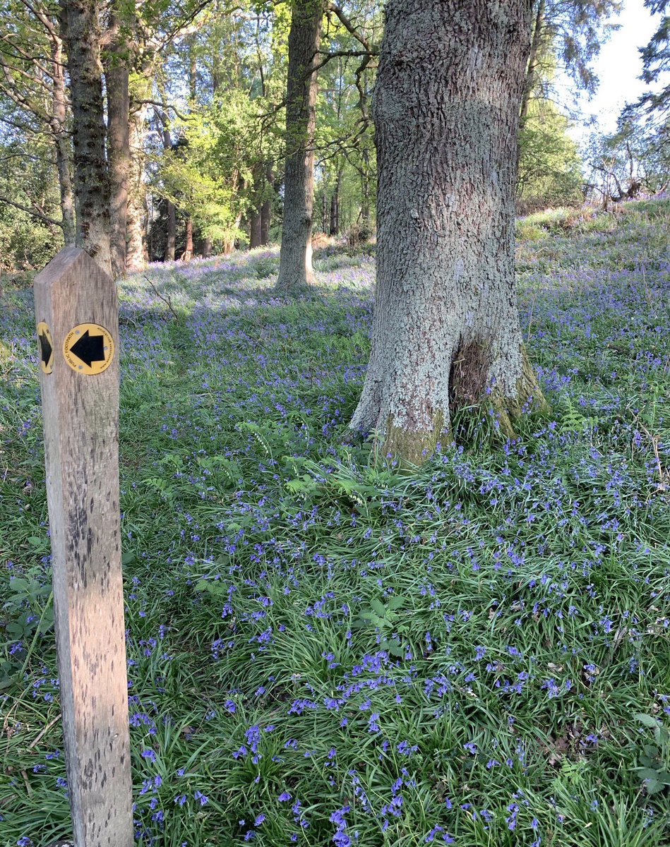 MillandVols's tweet photo. #Bluebells in the woods at #Iping. #bluebellwoods #westsussex https://t.co/LwCbW71Nv9