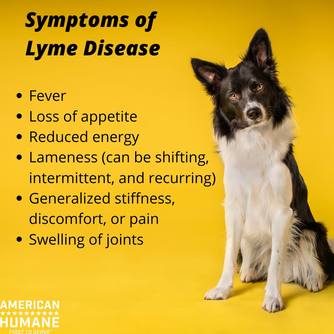 Can You Breed A Dog With Lyme Disease