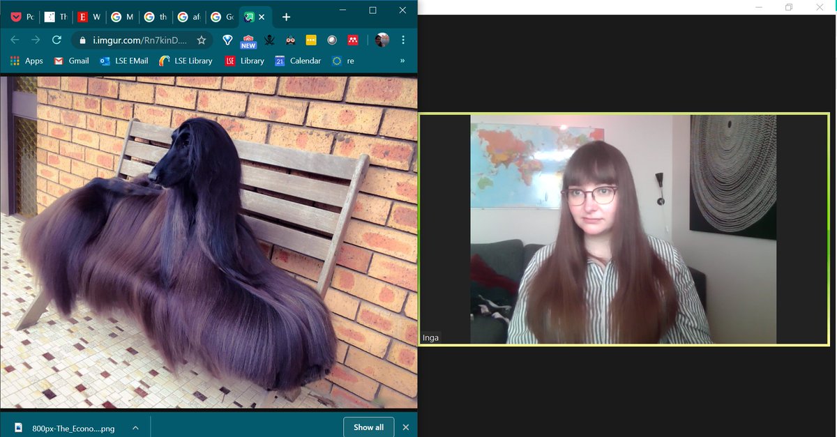 Serving: Afghan Hound Realness on #Zoom #QuarantineLife    #Fashion