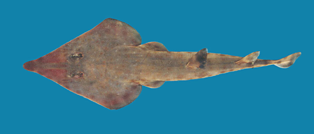 The Philippine guitarfish, a  #sharkray endemic to the Philippines. It was described in 2014 from specimens collected at fish markets by my  #PatingKaBa co-authors in 1999. #IDB2020  #BiodiversityDay  from Shark References  https://bit.ly/2Zu8F44 
