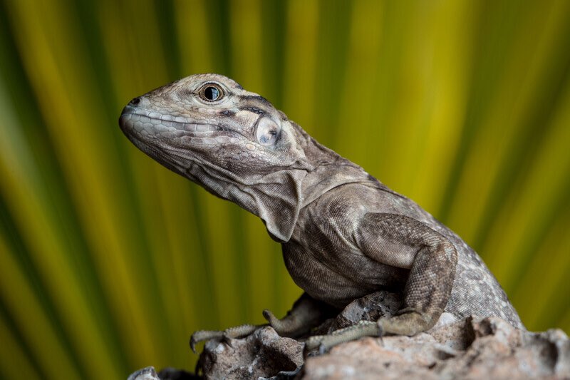 LeoDiCaprio's tweet image. The Jamaican Iguana Recovery Group may be able to start releasing #JamaicanIguanas to the wildlife sanctuary on the #GoatIslands within the next few years. The sanctuary can hold up to 10,000 iguanas. 

Photo: @robindmoore @global_wildlife