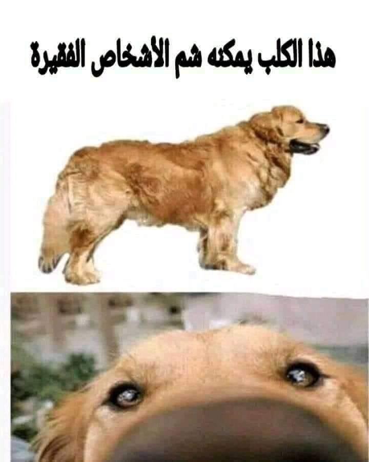 bmeahmed0's tweet photo. @elberawy0 انتي و امكانياتك المادية بقي 😂 https://t.co/IrqGPDOUys